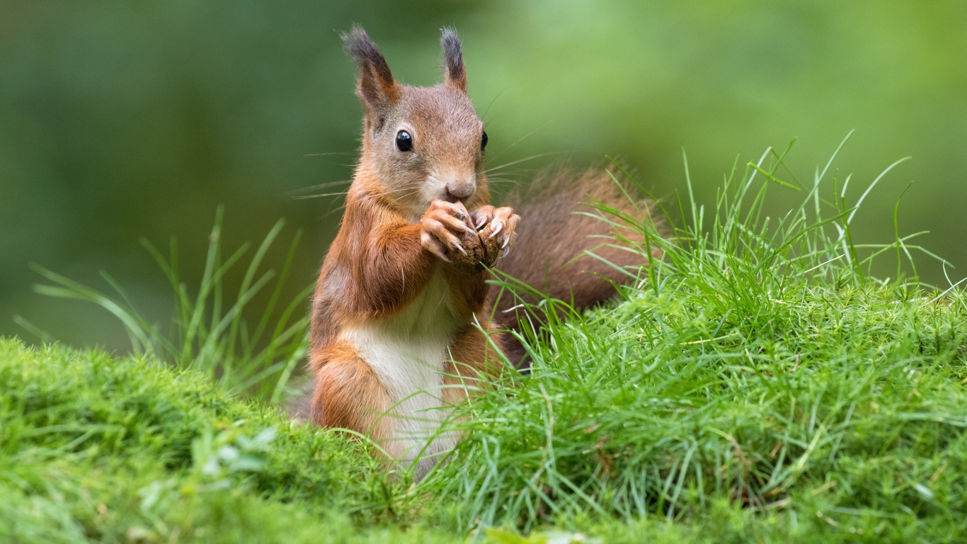 Рыжая белка грызет орех в зеленой траве
