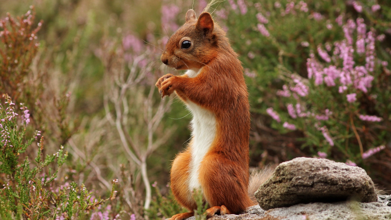 Маленькая рыжая белка стоит на камне