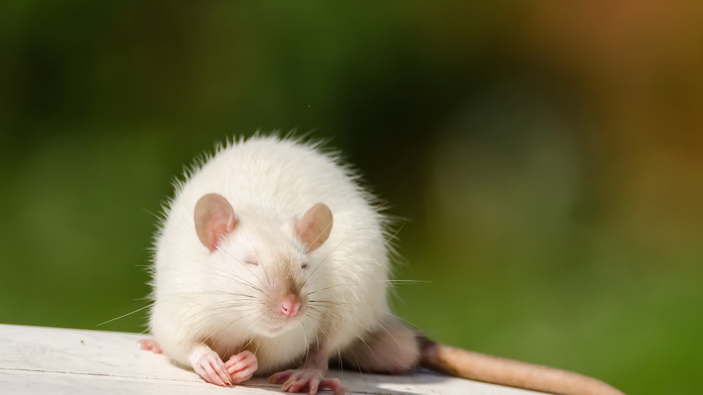 Декоративная белая крыса греется на солнце