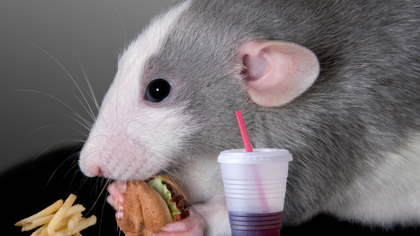 Серая декоративная крыса с сэндвичем и соком