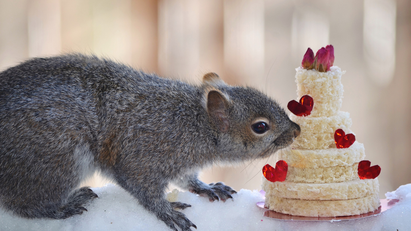 Серой белке подарили торт из хлеба