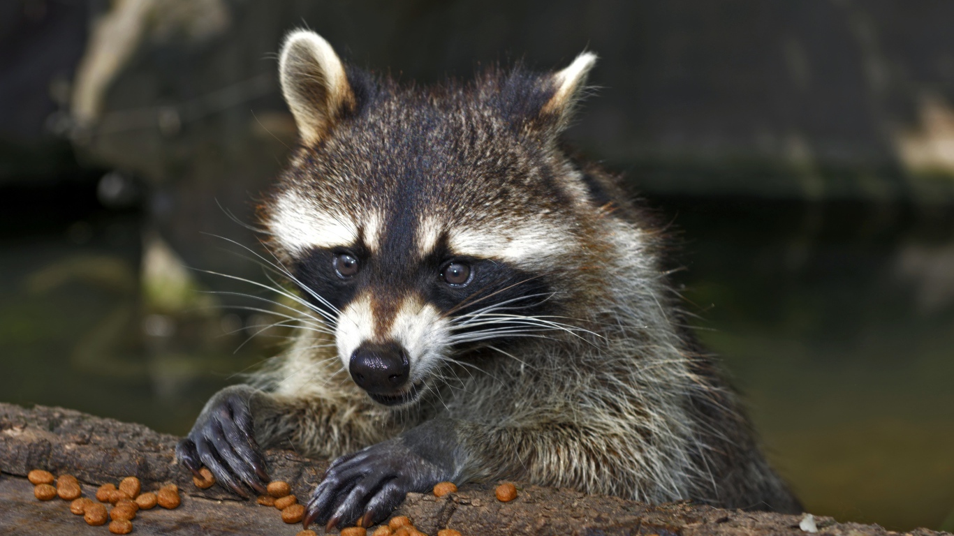 Енот грызет сухой корм