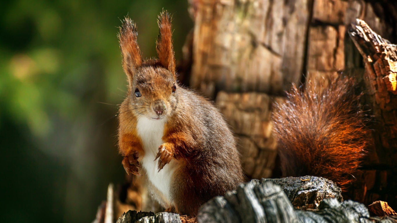 Рыжая белка на сухом дереве крупным планом 