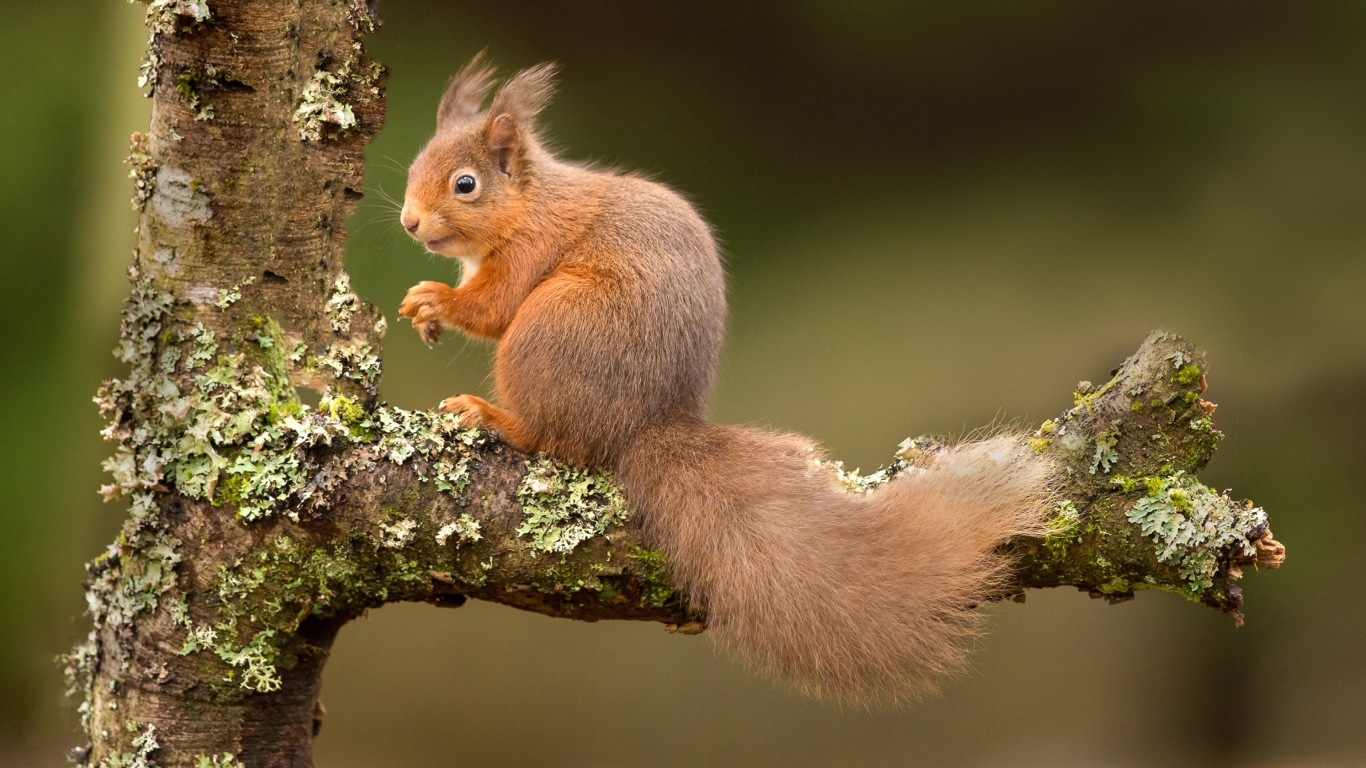Рыжая белка на ветке дерева 