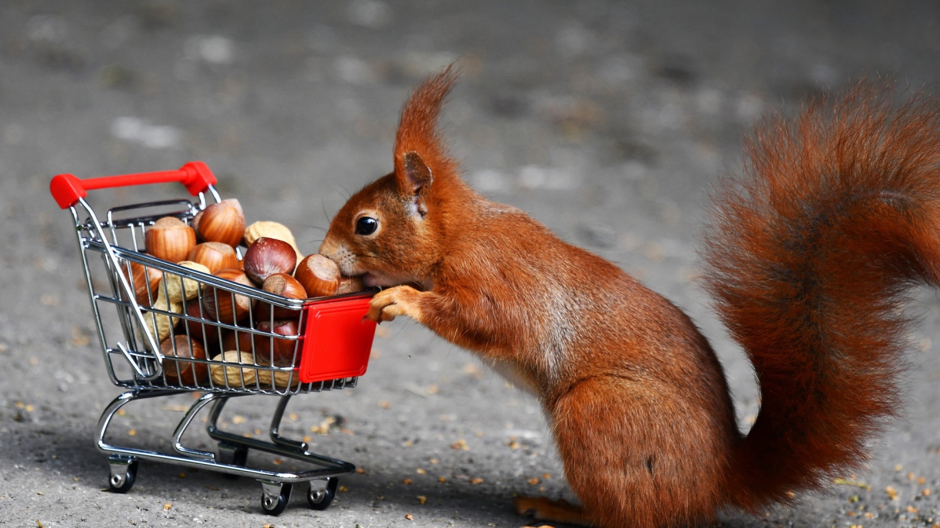 Рыжая белка с тележкой с лесными орехами