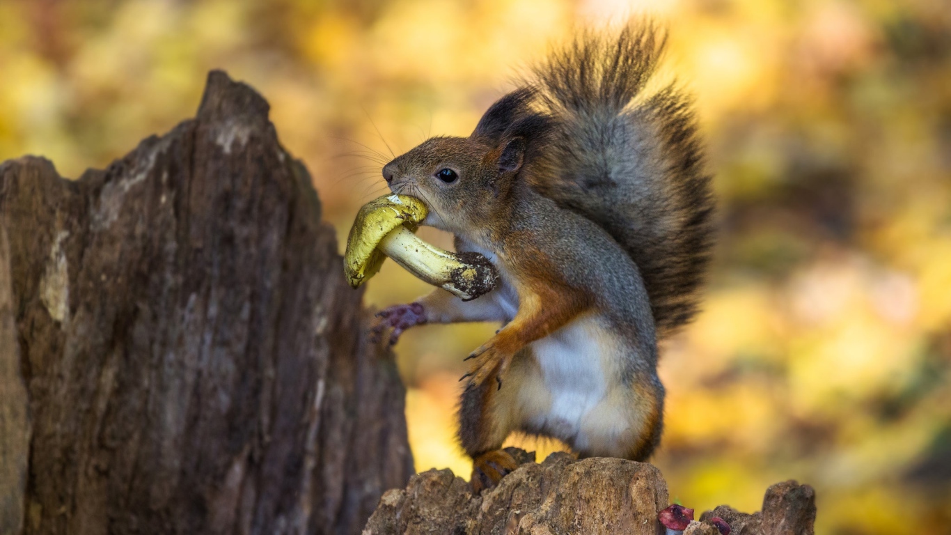 Маленькая белка с грибом в зубах