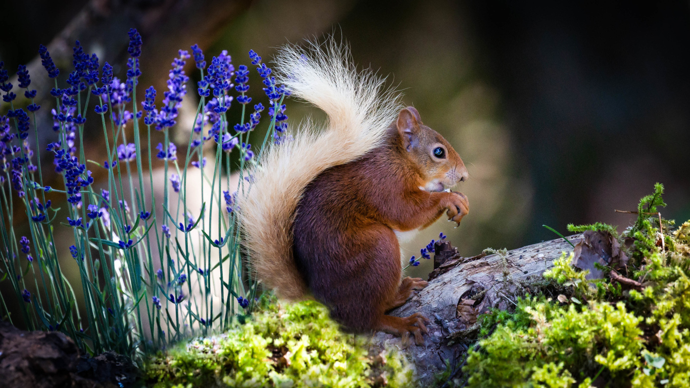 Белка сидит на ветке с голубыми цветами