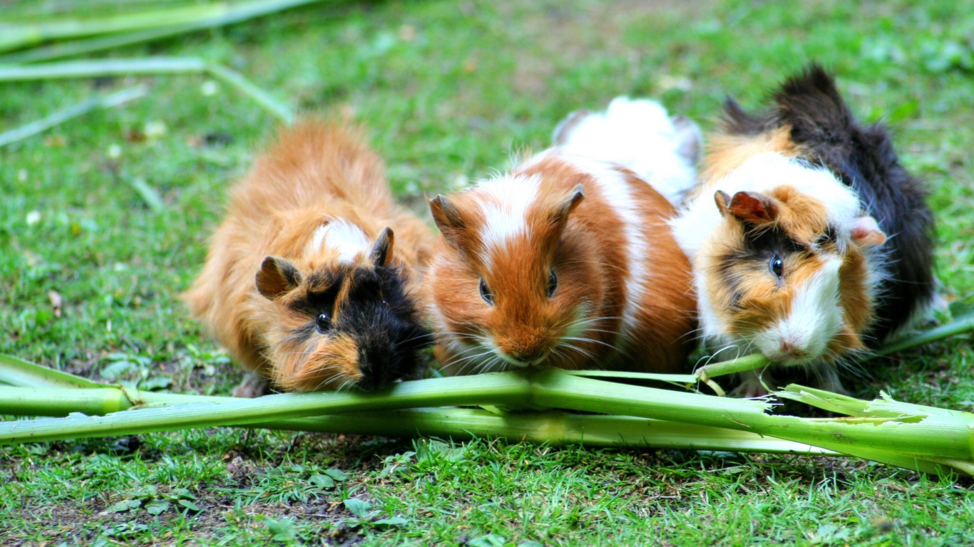 Три морские свинки грызут зеленую траву