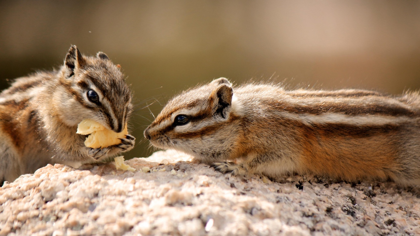 Два милых бурундука едят печенье