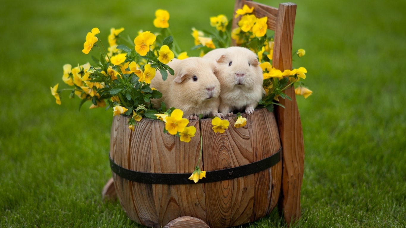 Две морские свинки сидят на бочке с цветами 