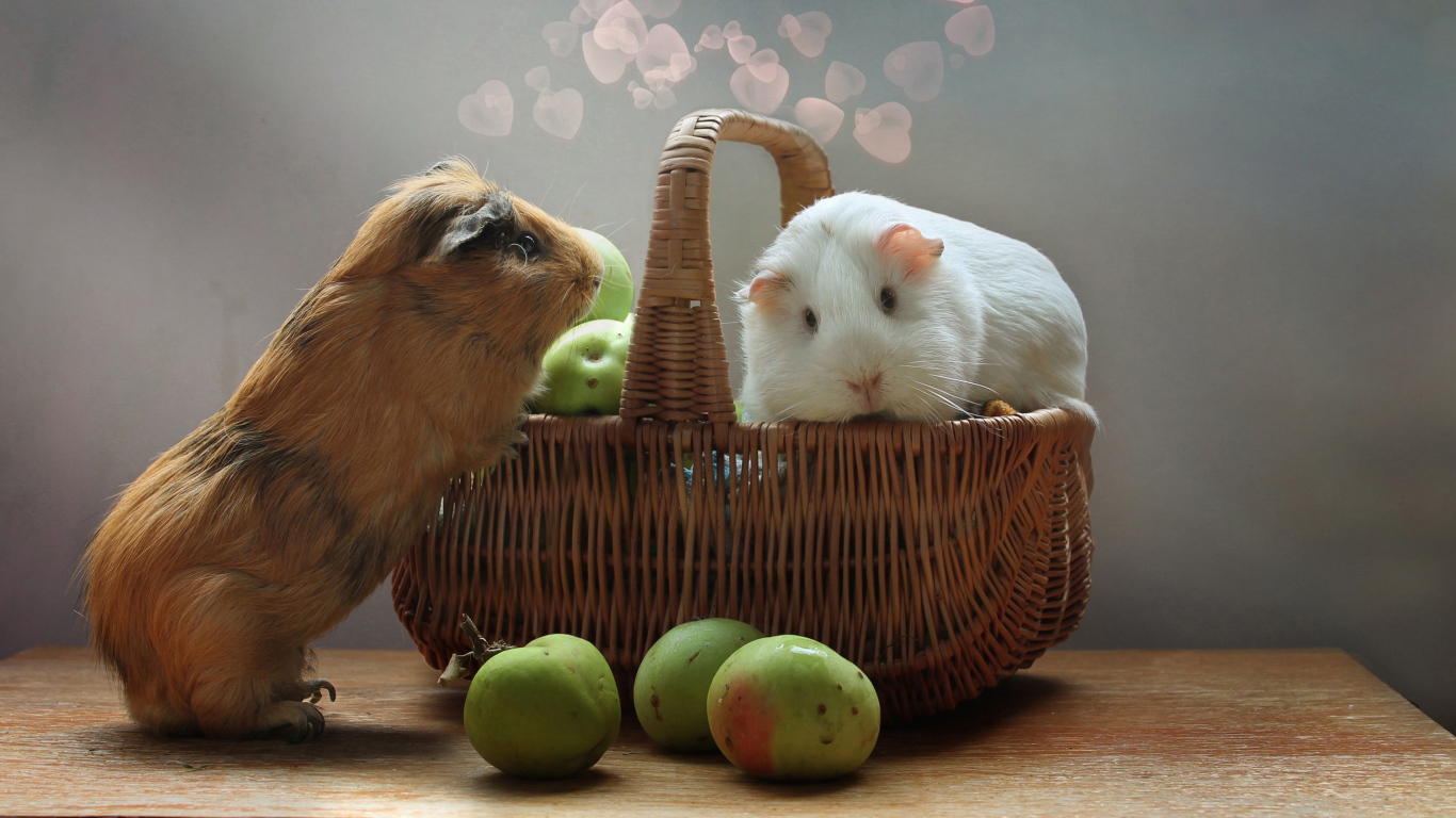 Two guinea pigs in a basket with apples