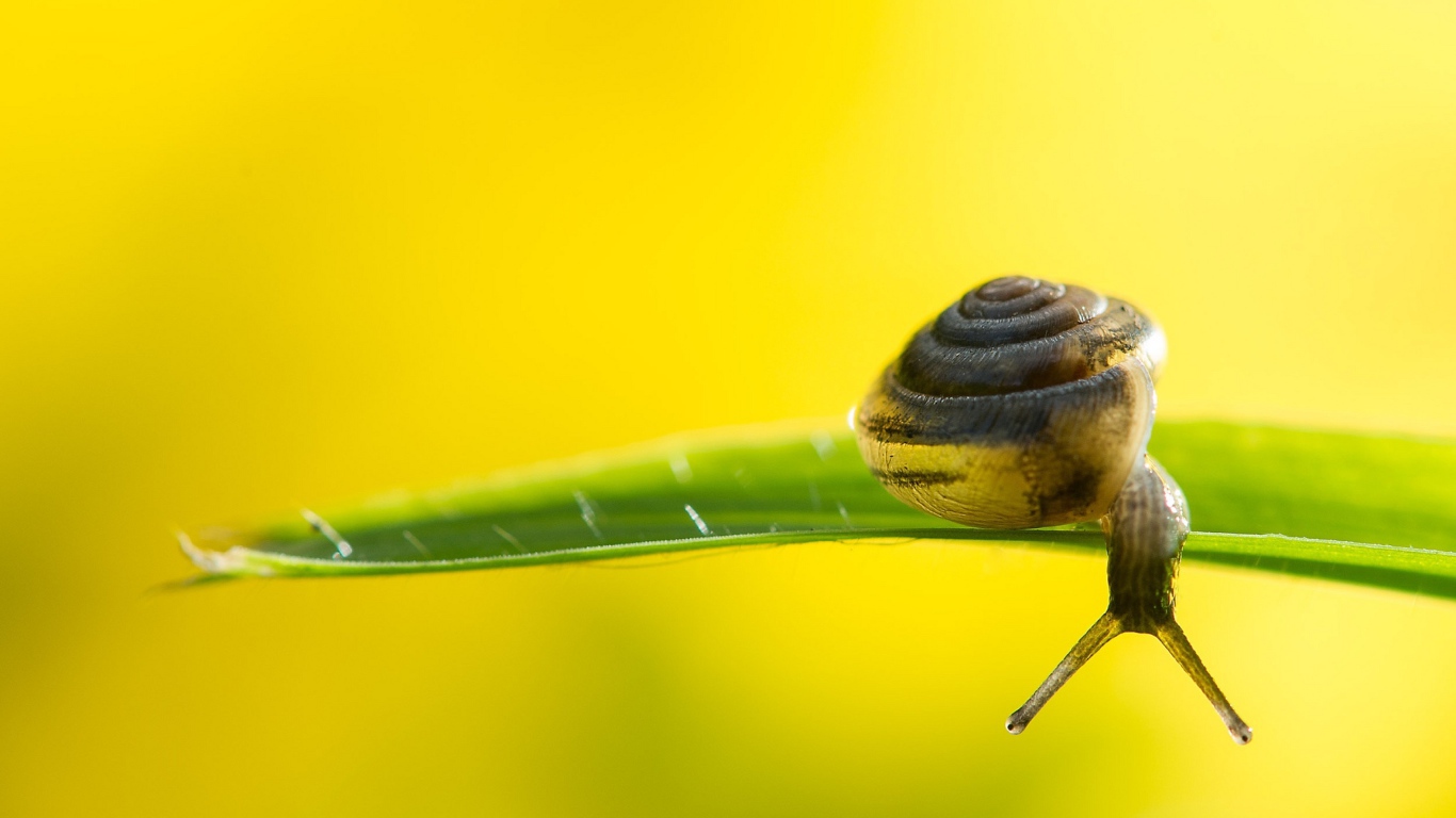 Улитка на зеленом листке на желтом фоне 