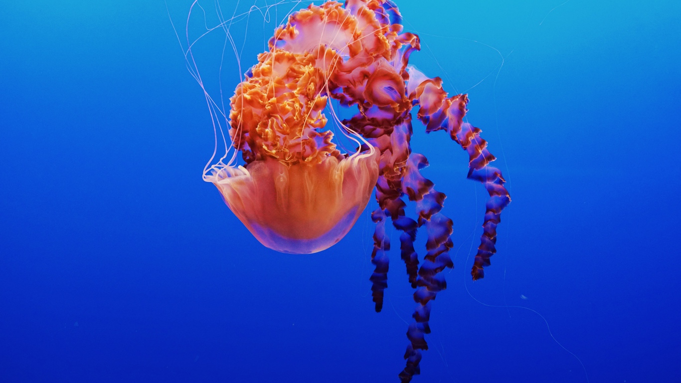 Красивая разноцветная медуза на голубом фоне