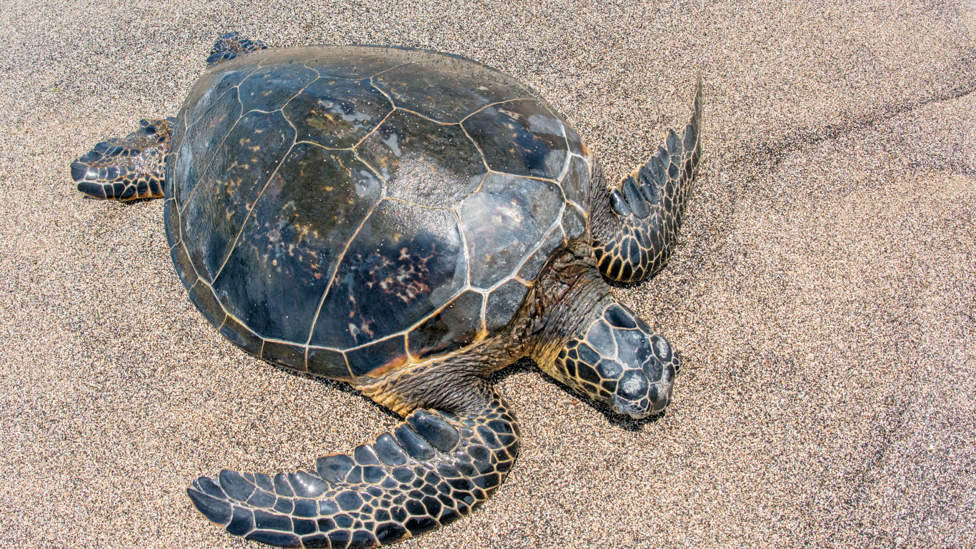 Большая черепаха на песке 