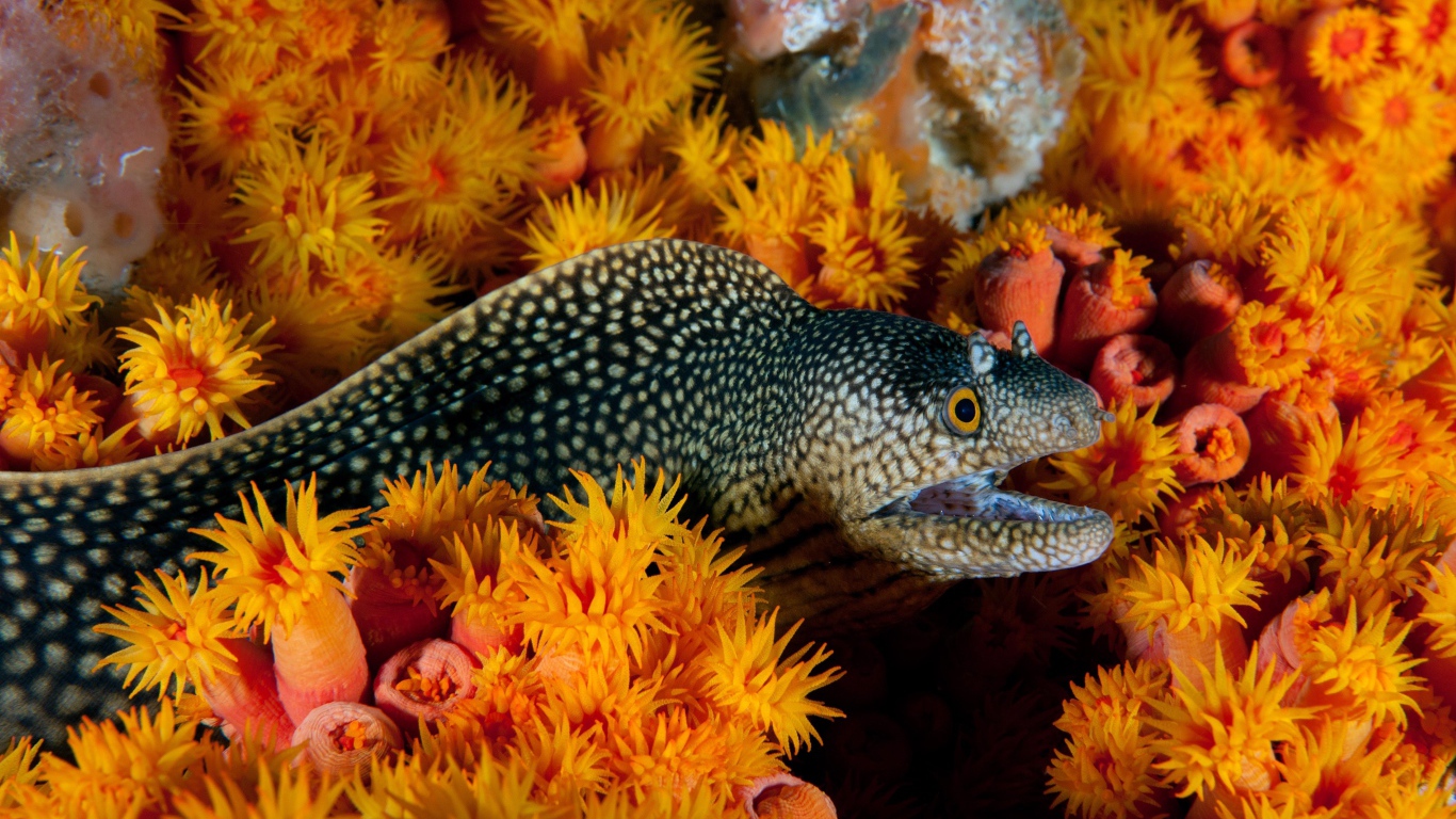 Мурена и морские анемоны под водой