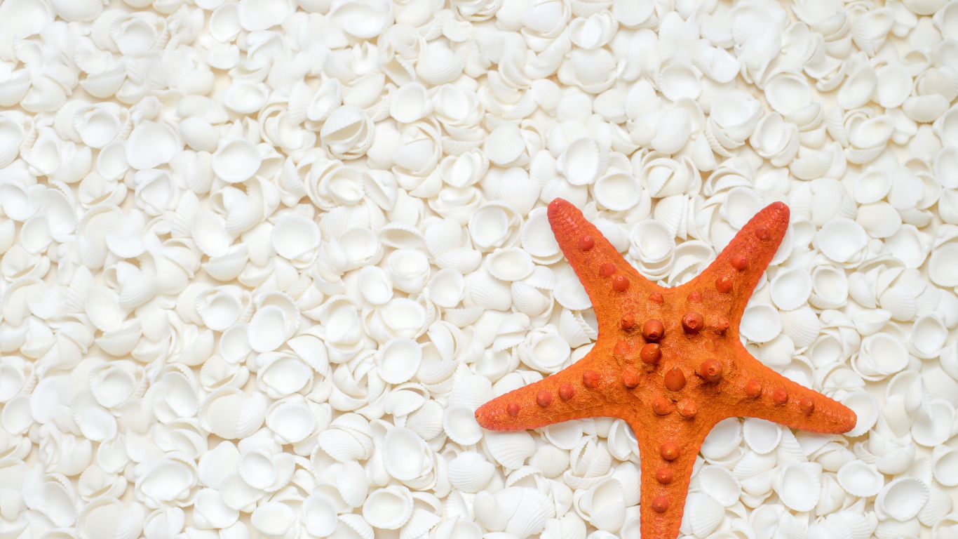 Оранжевая морская звезда лежит на белых ракушках 