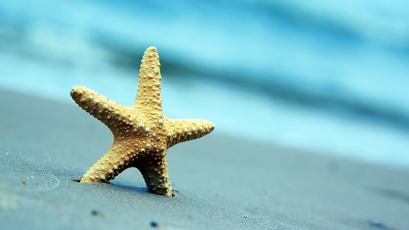 Морская звезда на сером морском песке