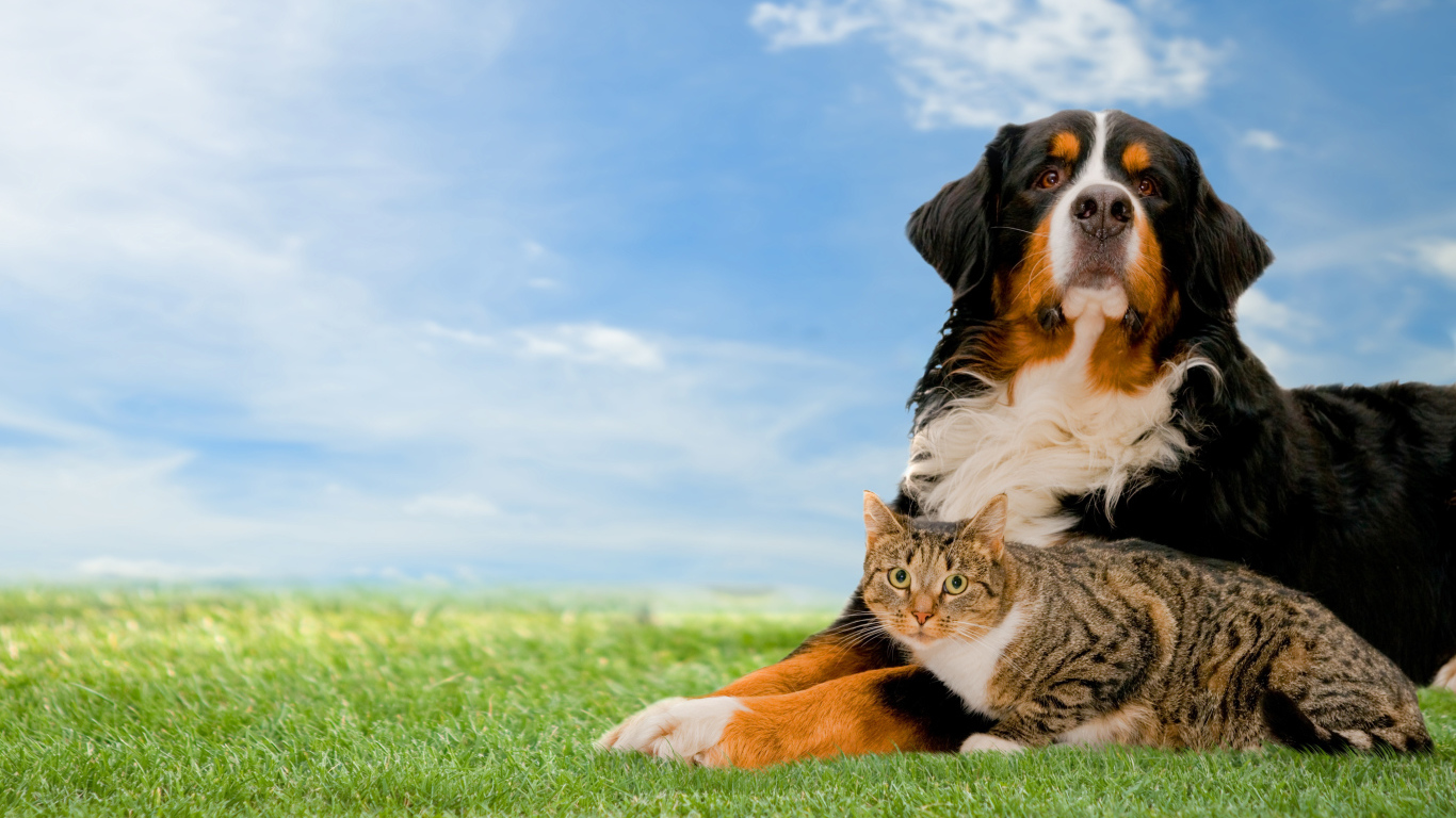 Собака породы Бернский зенненхунд с серым котом на траве