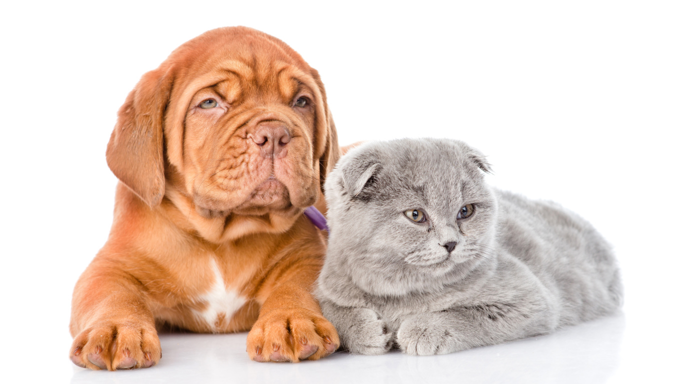 Бордоский дог и шотландский вислоухий котенок на белом фоне