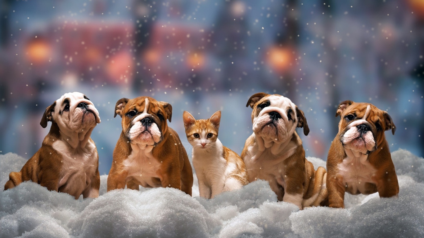 Четыре щенка бульдога и котенок на снегу