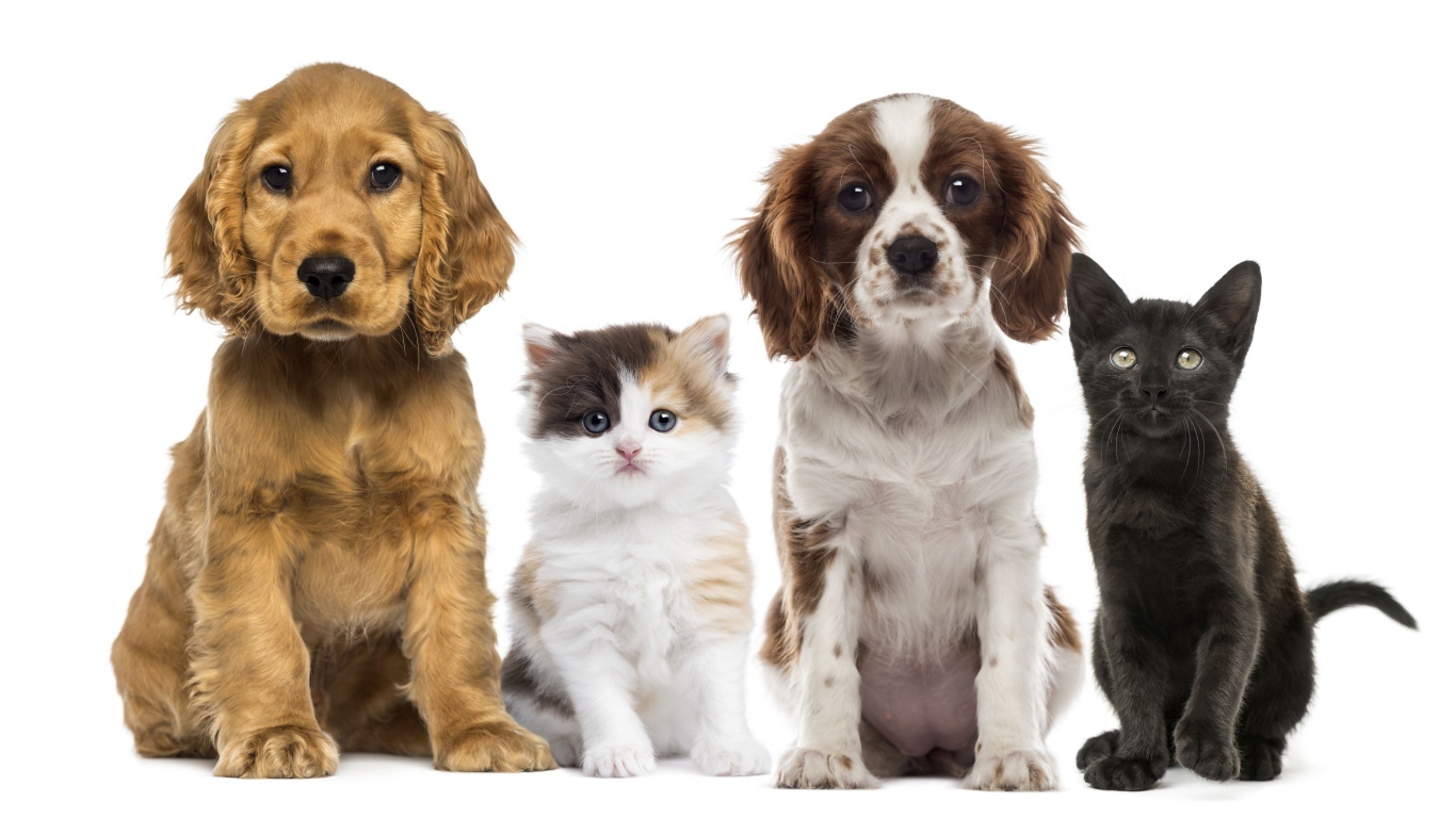 Два маленьких щенка и два котенка на белом фоне