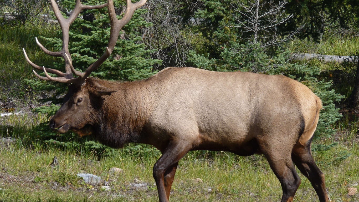 Олень с большими рогами в лесу