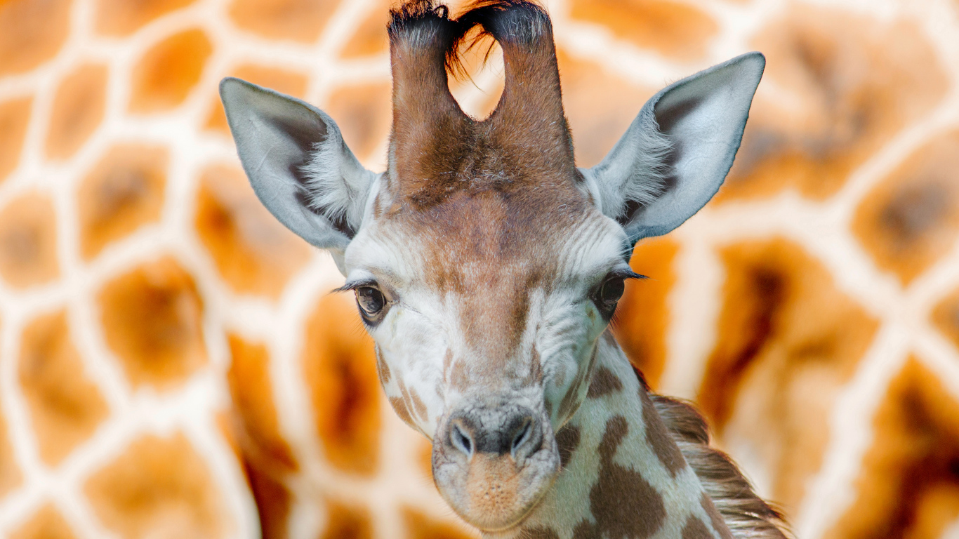 Морда жирафа крупным планом 