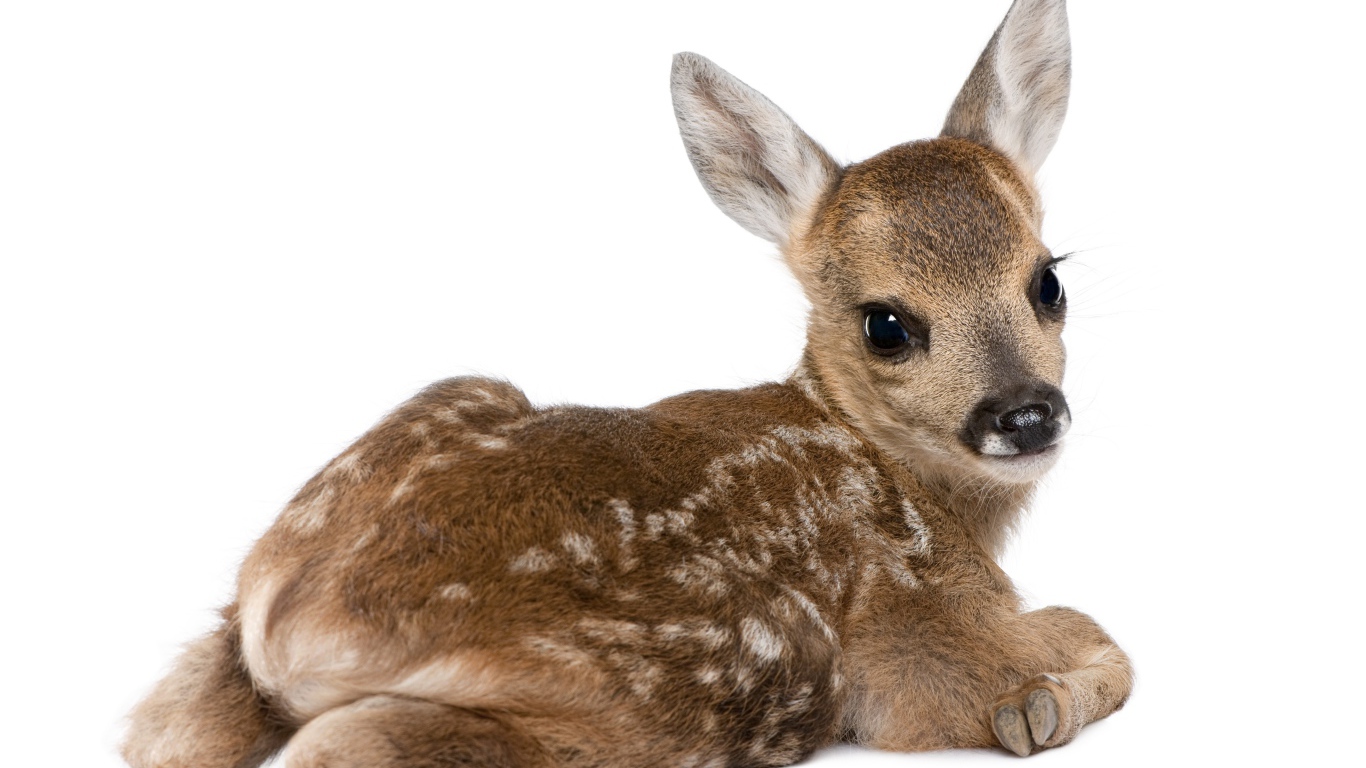 Маленький олененок на белом фоне