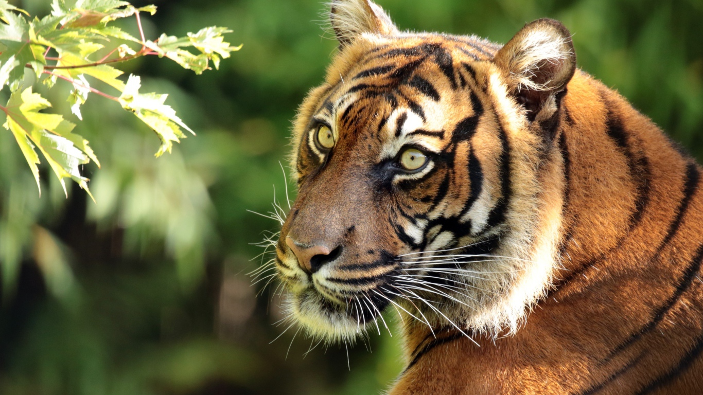 Большой полосатый тигр у ветки дерева