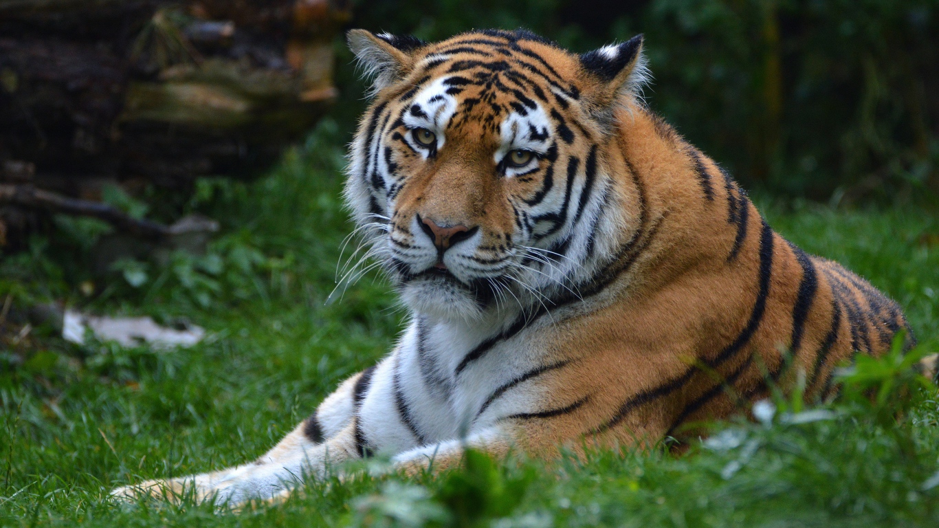A large striped tiger lies on the green grass
