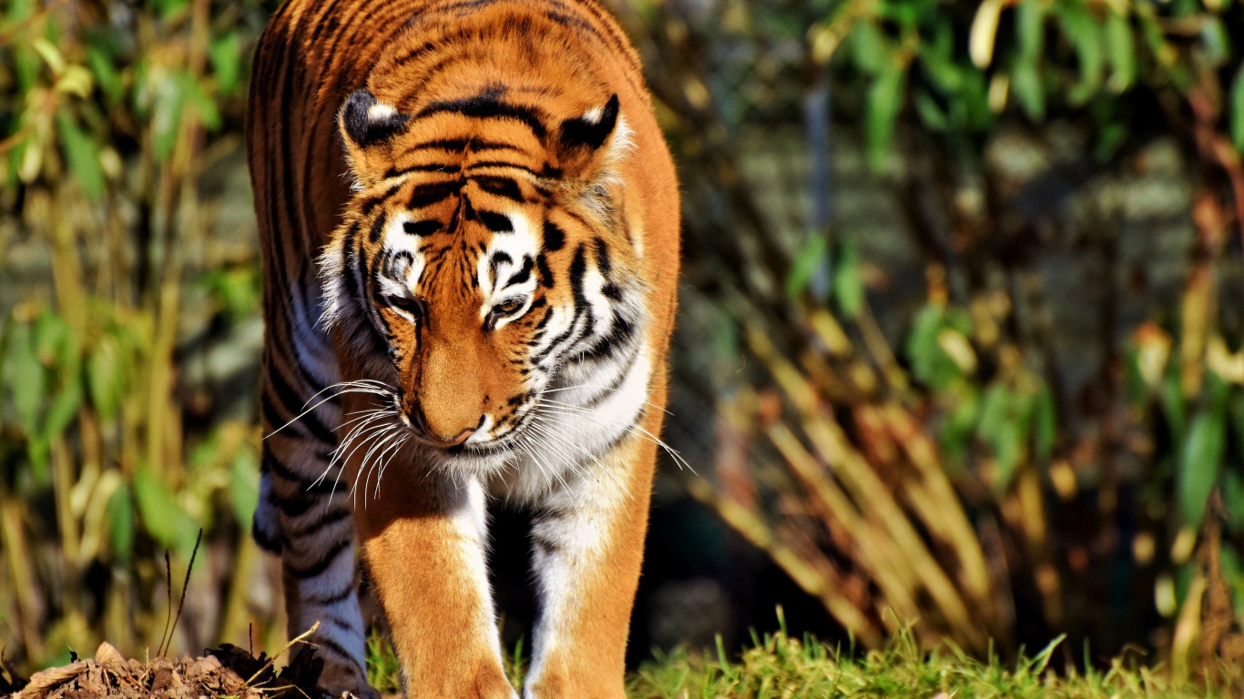 Большой тигр с опущеной головой идет по зеленой траве