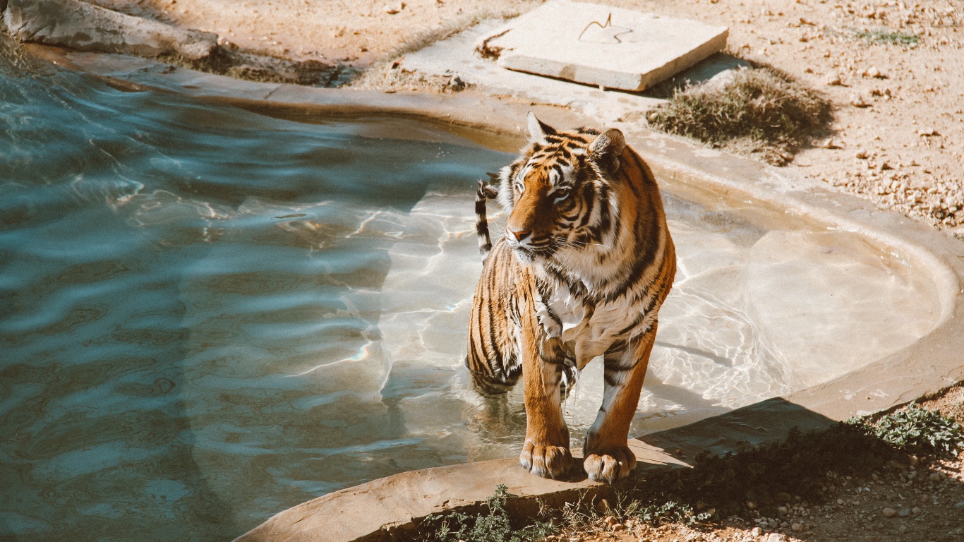 Большой мокрый тигр вылезает из бассейна