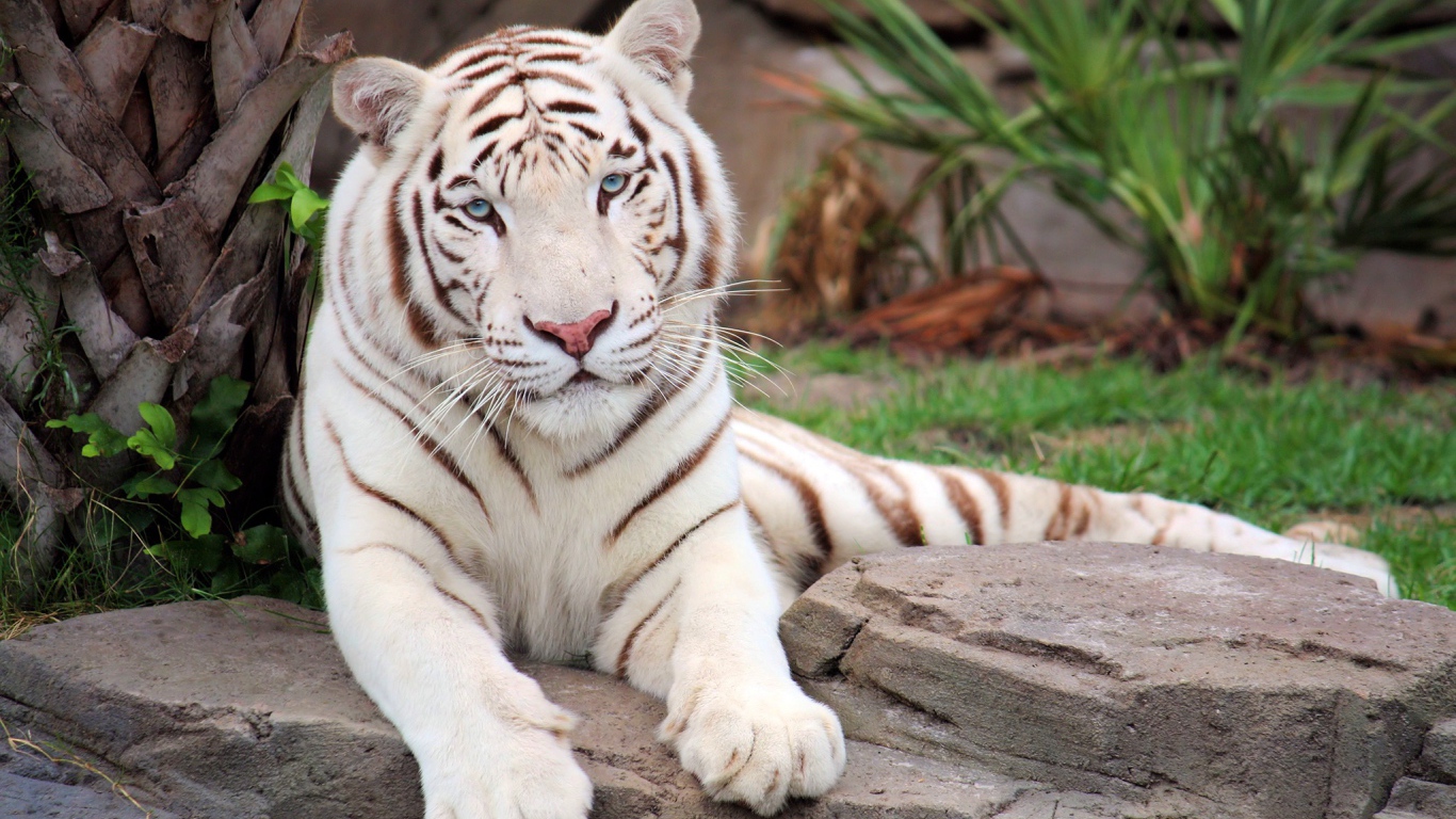 Большой белый тигр лежит на камне в зоопарке