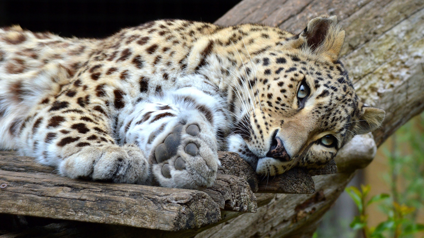 Красивый хищный пятнистый леопард лежит 