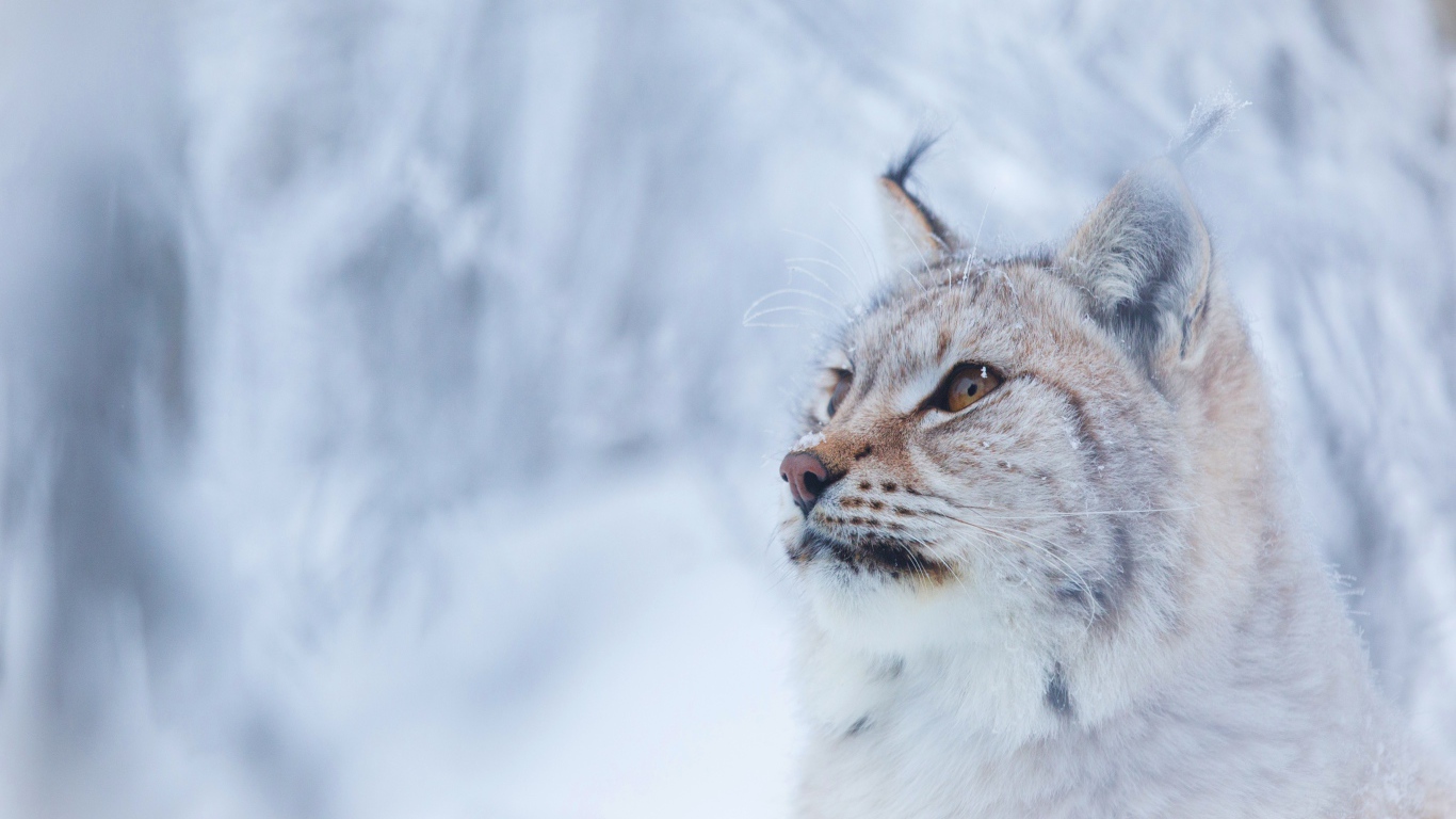 Большая красивая рысь зимой
