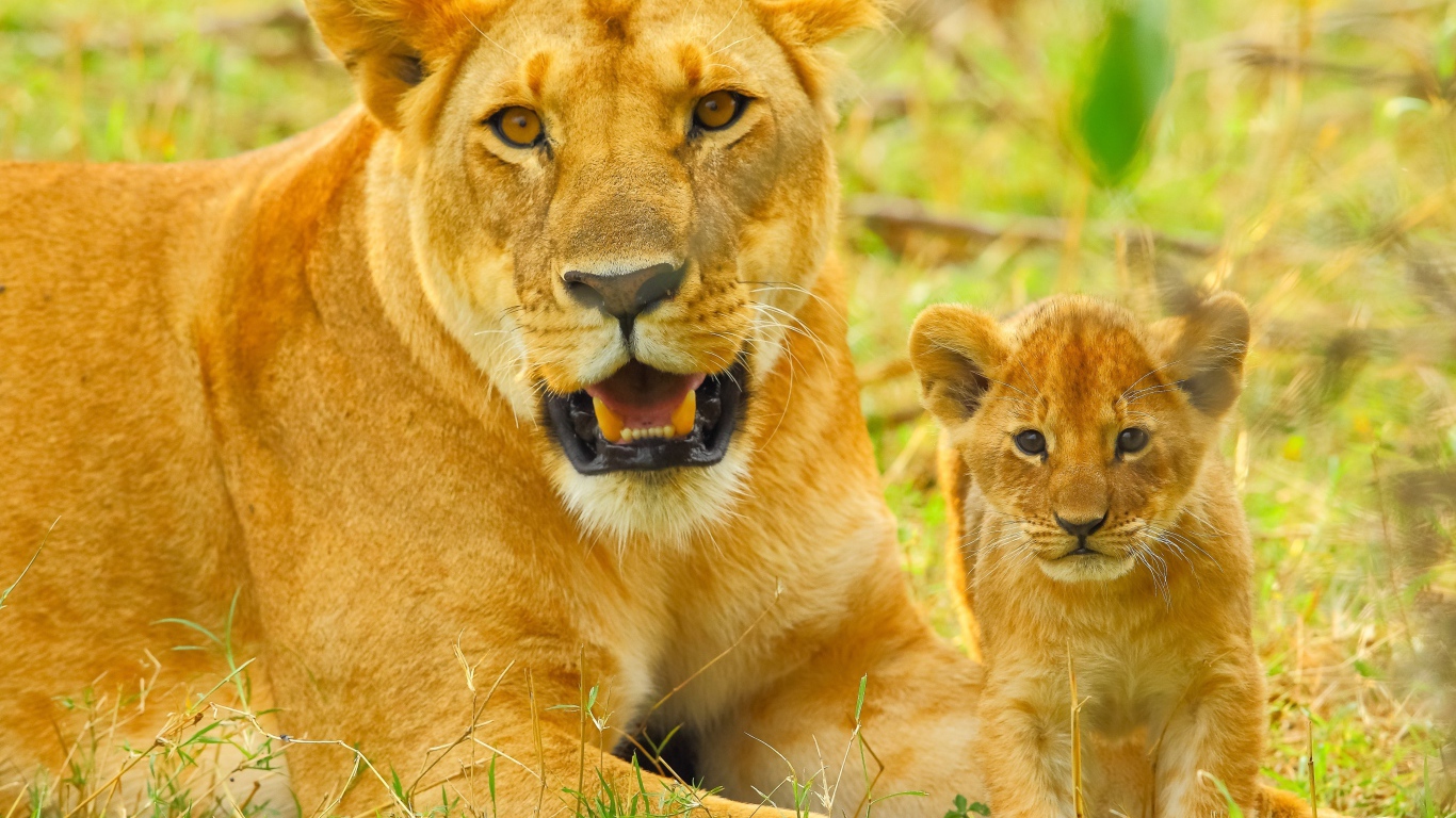 Большая львица с маленьким львенком лежат на зеленой траве