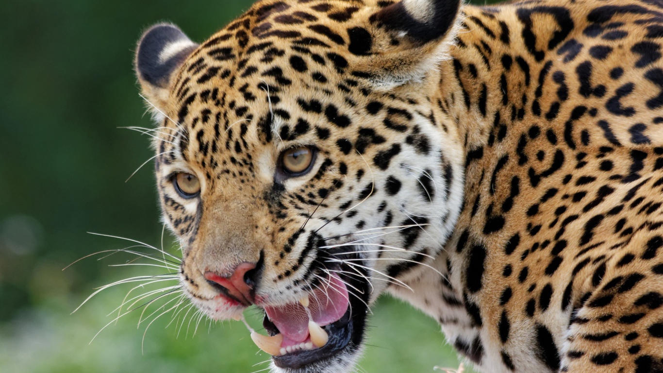 Большой пятнистый ягуар с открытой пастью