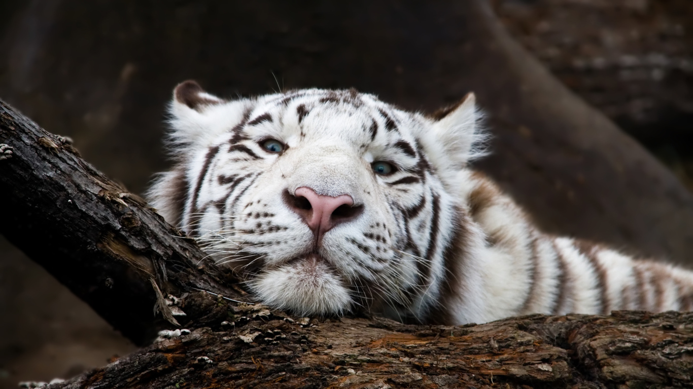 Большой белый тигр лежит на дереве