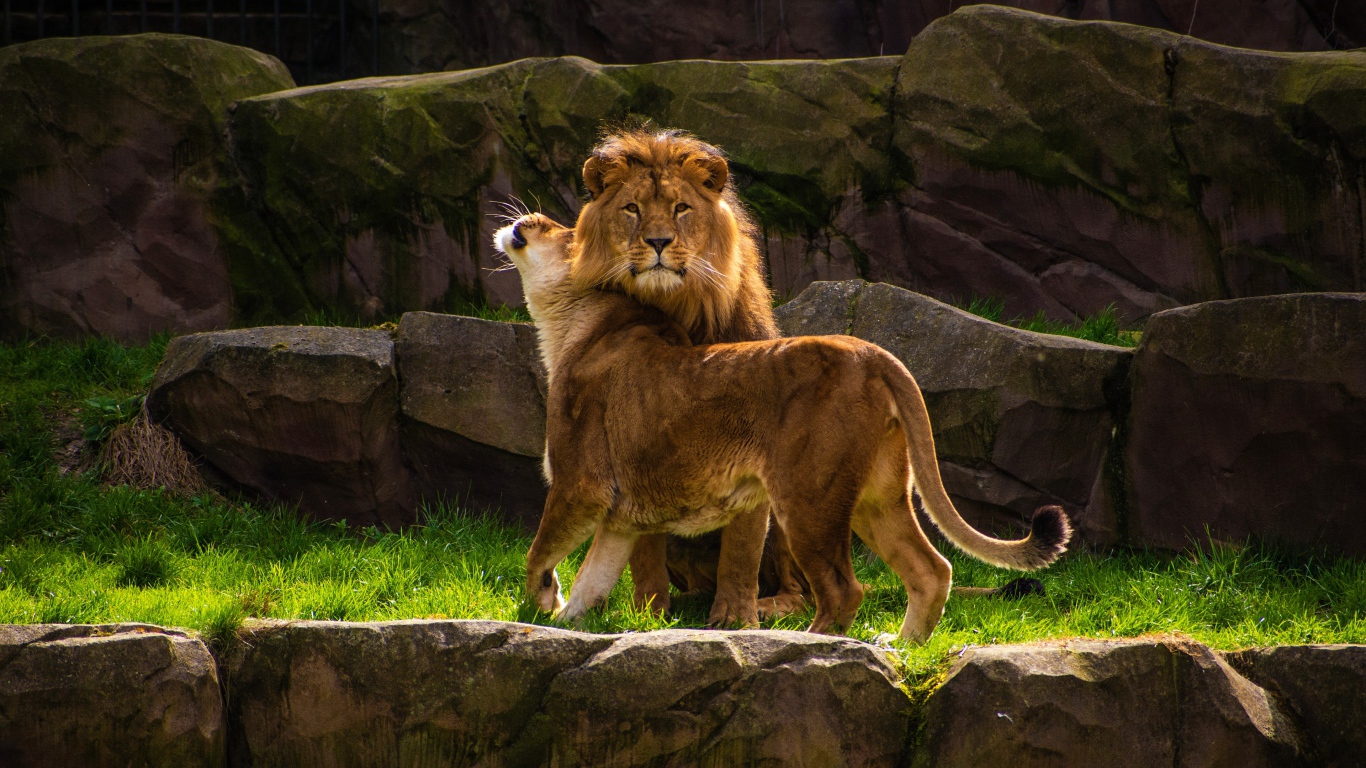 Грациозные лев и львица в зоопарке