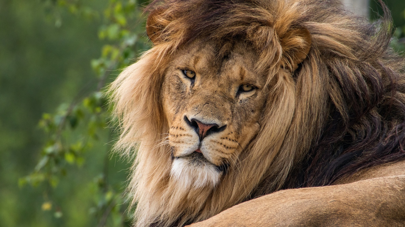 Большой серьезный лев  с пышной гривой