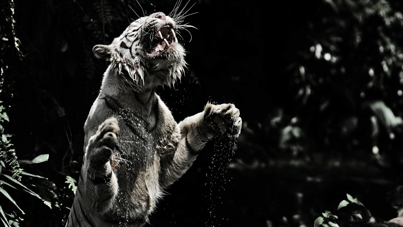 Большой тигр в воде черно белое фото