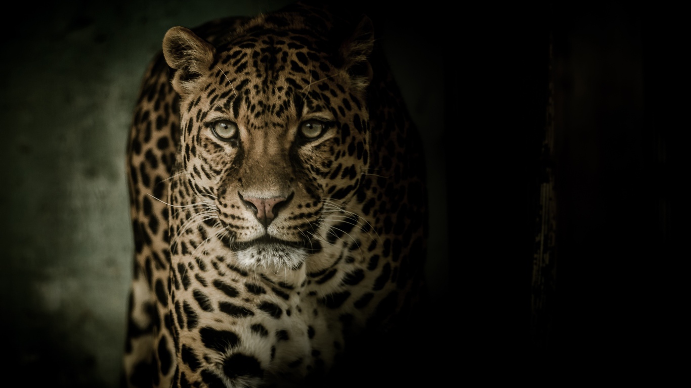 Взгляд пятнистого леопарда