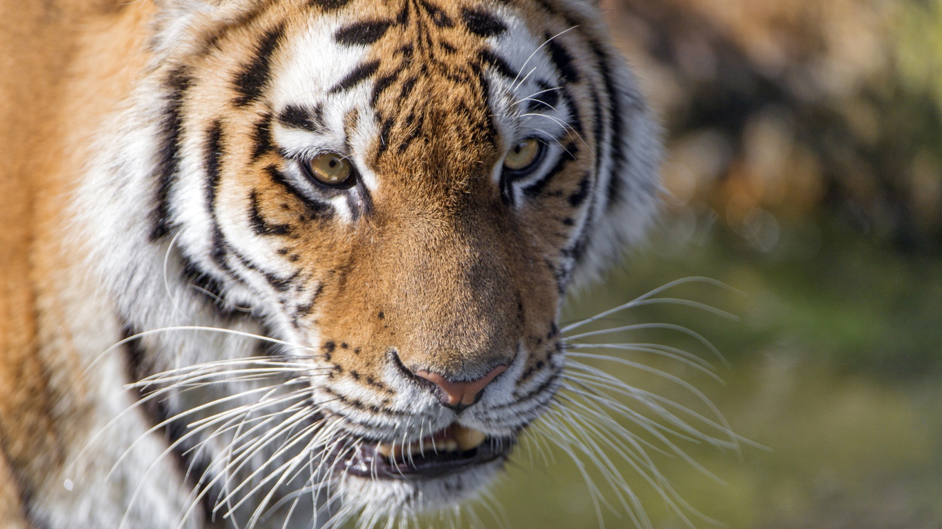 Морда большого тигра