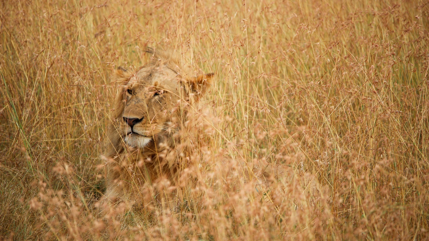 Серьезная большая львица лежит в траве