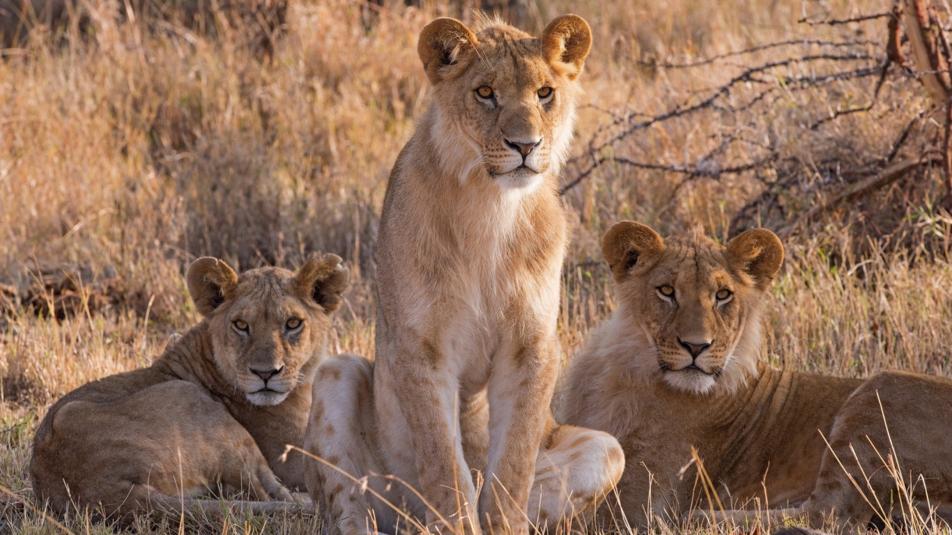 Три львицы сидят на сухой траве