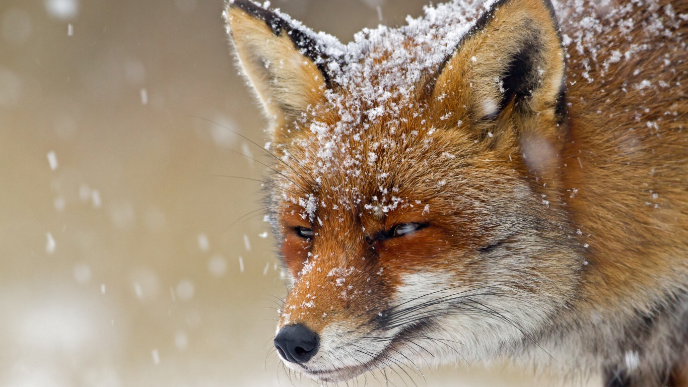 Хитрая лисья морда в снегу
