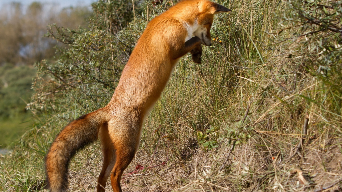 Рыжая лиса охотится в траве