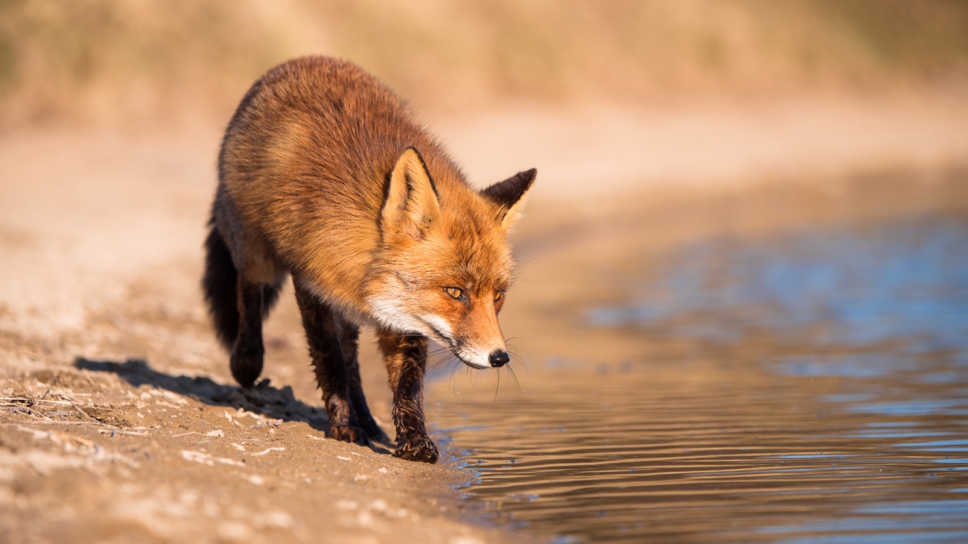 Рыжая лиса у воды