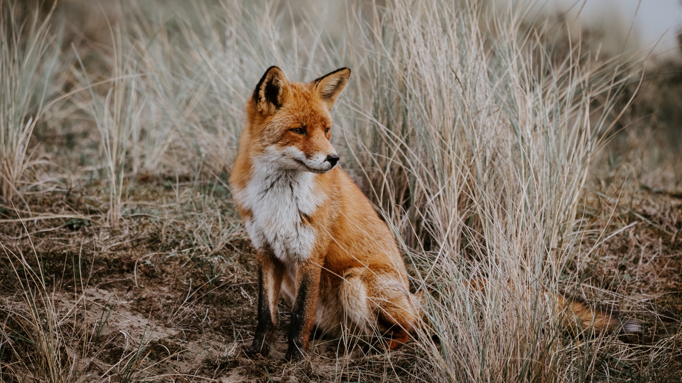 Грустная рыжая лиса сидит в траве