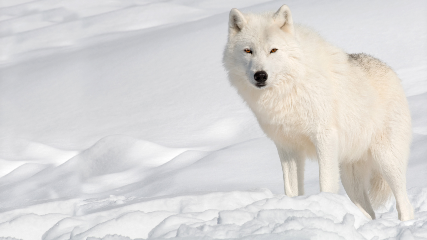 Белый волк стоит на холодном снегу 